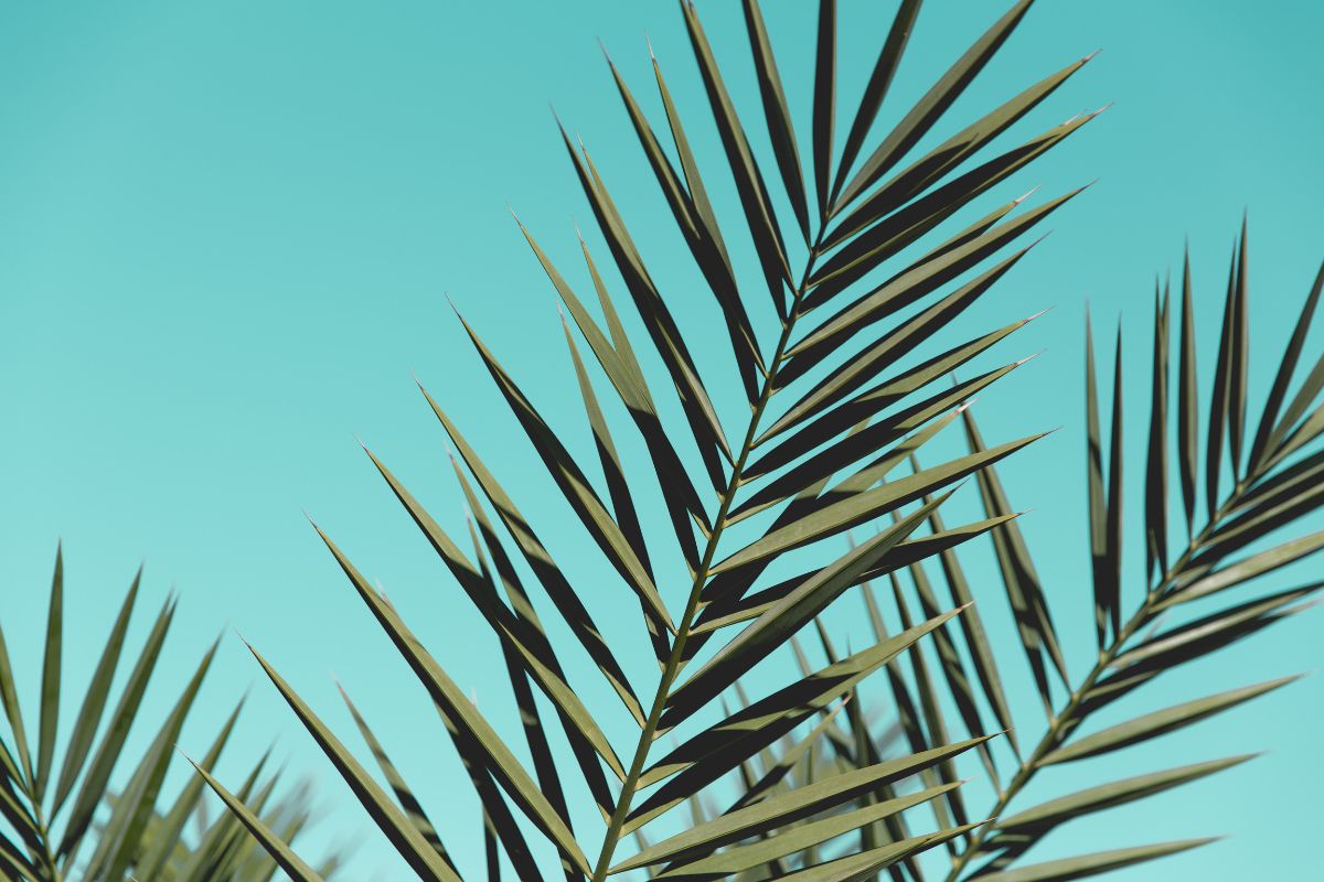 Palmblätter vor blauem Himmel