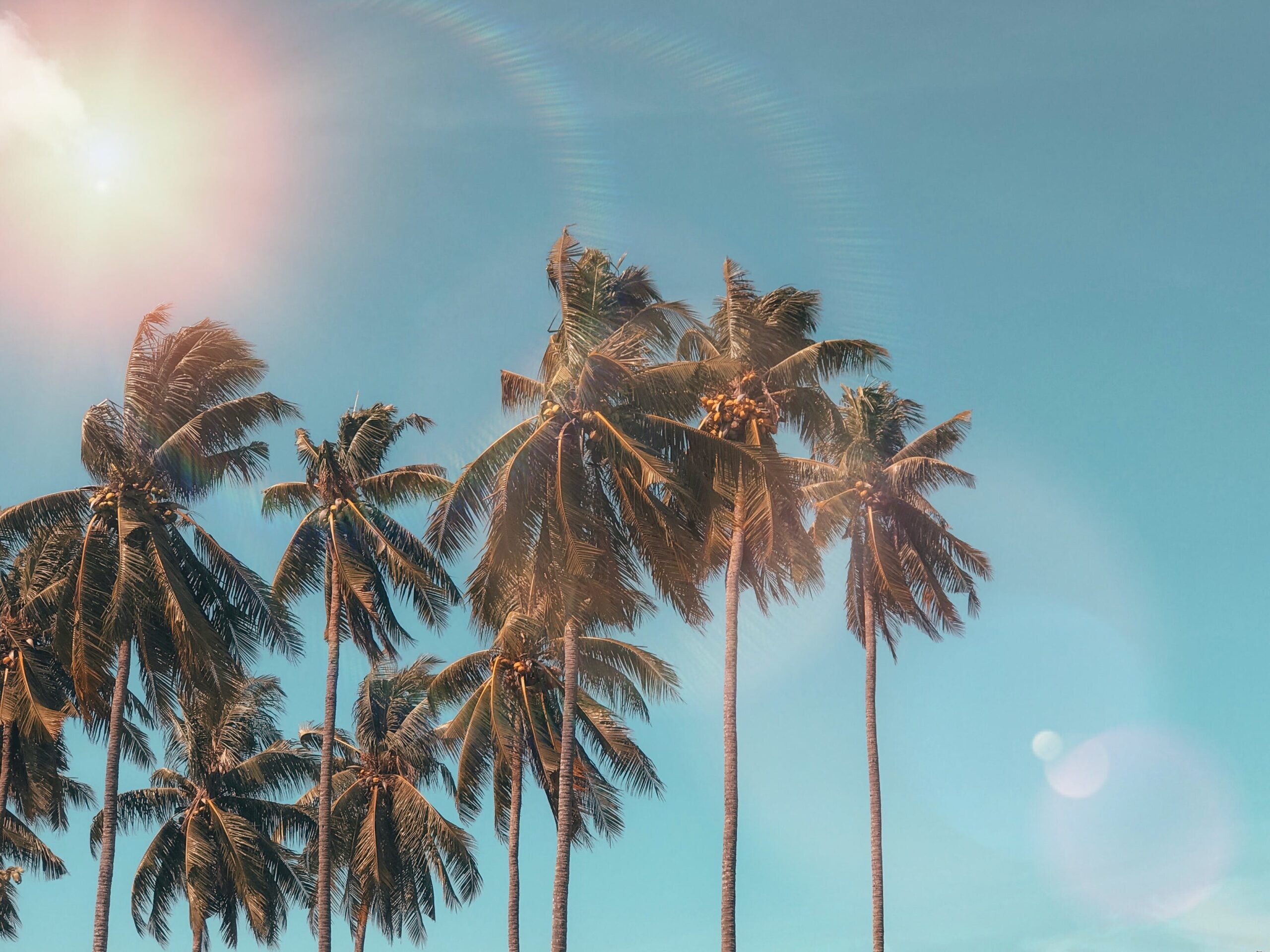 Palmen vor blauem Himmel und Sonne